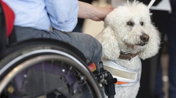 Assistenzhund vor Rollstuhl